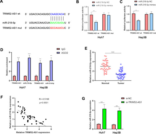 Figure 3 TRIM52-AS1 is directly and partially negatively regulated by miR-218-5p. (A) Bioinformation prediction of the potential binding site of miR-218-5p and TRIM52-AS1. (B and C) Luciferase reporter experiment analysis of the interaction with miR-218-5p and TRIM52-AS1. (D) RIP assay detected the combine of miR-218-5p and TRIM52-AS1 in the AGO protein. (E) qPCR assay analysis the expression of miR-218-5p in the HCC tissue and adjacent tissues. (F) The correlation of miR-218-5p and TRIM52-AS1 expression in the HCC tissues. (G) qPCR assay analysis the miR-218-5p expression of TRIM52-AS1 knockdown and NC group in Huh-7 and Hep3B cells (*P < 0.05, **P < 0.01, ***P < 0.001).