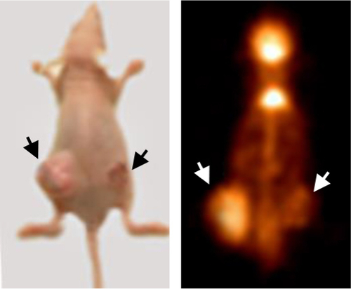 Figure S3 miR-342-3p/IGF-1R axis regulates glycolysis and tumor growth in vivo.