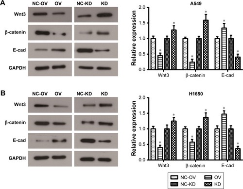 Figure 5 Overexpression of CD300A inhibits the Wnt/β-catenin pathway in NSCLC cells.