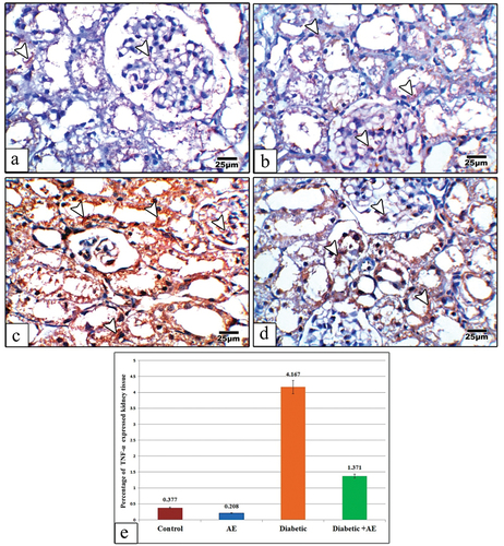 Figure 7. Images of kidney sections from control (a), AE (b), Diabetic (c), and Diabetic +AE (d) stained with TNF-α antibody. The immunohistochemical expression of TNF-α appears negative or very weak in the glomerular and tubular cells of the control and AE groups, strong in the diabetic group, and moderately expressed in the diabetic and AE groups. Panel (e) illustrates the quantitative analysis (using image analysis) for the percentage of TNF-α expressed kidney cells among investigated groups. The arrow heads point to the TNF-α immunoreactivity. (TNF-α antibody stain, scale bar: 25µm).
