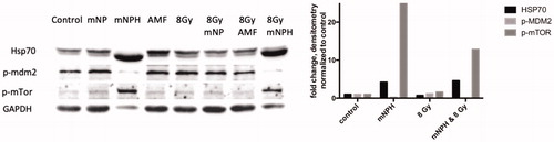 Figure 4. These western/immune blots demonstrate the effect of mNPH CEM 30, 8 Gy and 8 Gy + mNPH had on various protein expression level, with GAPDH as a loading sample. Although mNPH and 8 Gy/mNPH had lower GAPDH than the other conditions, the amount of HSP70 protein was dramatically greater, as was p-mTOR. Additionally, p-MDM2 expression was very significantly decreased following hyperthermia and combinatorial treatments.