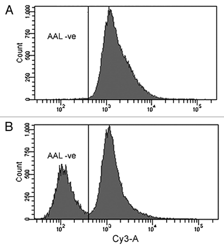 Figure 2. Using FACS to rapidly isolate cells with inactivated GDP-fucose transporter. Cells transfected with constructs expressing the ZFNs were cultured to near confluence and subcultured at 1:6 ratio for 2 passages. Ten million of the resulting cells were labeled with biotinylated AAL and Cy3-conjugated streptavidin. Stained cells were sorted on a Becton Dickenson FACSAria IIu SORP cell sorter. (A) FACS histogram for transfected cells at the first round of sorting. The sorting gate for AAL-negative (AAL-ve) cells was set to collect the lowest 0.5% of AAL-stained cells. Approximately 12,000 cells were collected from a total of 3.5 million cells sorted. These cells were cultured for 2 weeks before being subjected to a second round of sorting. (B) Second round of FACS shows that more than 30% of the cells are AAL-ve cells after the first round of sorting. Single AAL-ve cells were isolated from this pool for further characterization.