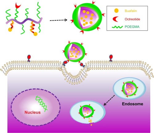 Figure 1 A schematic illustration for the fabrication of tumor-targeting micellar nanoparticles, P(OEGMA-co-BUF-co-Oct), covalently attached with targeting peptide (Oct) with stable chemical bond and anticancer drug (BUF) with esterase-responsive β-thioester.Note: The nanoparticles enter cells via receptor-mediated endocytosis and release active small molecular drug (BUF) in the presence of intracellular esterase.Abbreviations: OEGMA, oligo(ethylene glycol) monomethyl ether methacrylate; BUF, bufalin; Oct, octreotide.