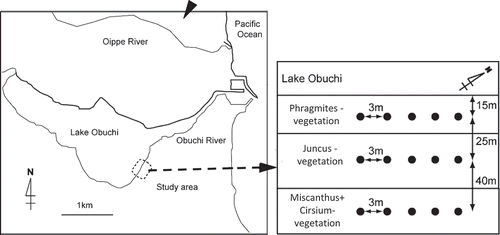 Figure 1. Location of the cool-temperate brackish marsh around Lake Obuchi (40°57ʹ N, 141°22ʹ E).
