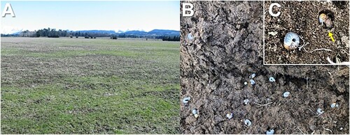 Figure 1. Damage caused by grass grub. A, Grass grub damage manifesting as dead patches in pasture (Canterbury). B, uplifted sward revealing high C. giveni larval densities with larvae forming chambers as depicted in C.