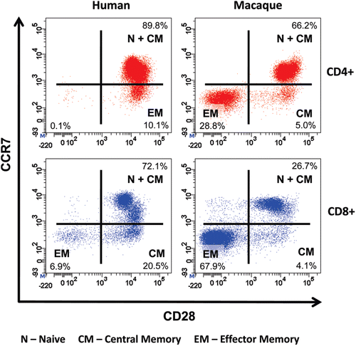 Figure 1.  Comparative immunophenotyping of human and cynomolgus macaque CD4+ T-cells. Analysis gated on CD4+ T-cells shown in top panels and on CD8+ T cells shown in bottom panels. Human and cynomolgus macaque naive (N) and central memory (CM) CD4+ and CD8+ T-cells are CCR7+CD28+. Human CD4+ effector memory (EM) T-cells are CCR7−CD28+ in contrast to cynomolgus macaque CD4+ EM T-cells, which are CCR7−CD28−. Cynomolgus macaque CD4+CCR7−CD28+ T-cells are a transitional sub-set with CM properties. Both human and cynomolgus macaque CD8+ N and CM T-cells express CD28 compared to CD8+ EM T-cells that lack CD28 expression.