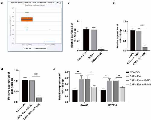 Figure 3. CAFs-EVs carried miR-135b-5p into COAD cells. (a) The miR-135b-5p expression pattern in COAD was analyzed using the ECORI Pan-Cer database. The CAFs and EVs were treated differently, and (b–d) The expression pattern of miR-135b-5p was detected by RT-qPCR. SW480 and HCT116 cells were treated with EVs of different treatment groups. (e) miR-135b-5p expression pattern in COAD cells was detected by RT-qPCR. Three cell tests were performed and the data were expressed as mean ± standard deviation. One-way ANOVA was used for comparison among groups. Tukey’s multiple comparisons test was used for the post hoc test. **P < .01.