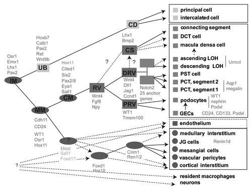 Figure 1 Incomplete lineage map of kidney development. This is based on our current understanding from the mouse. Ovals represent mesenchymal cell types. Rectangles represent epithelial cell types. Solid arrows indicate relationships that are well-supported by the current literature. Dashed lines represent likely relationships without existing lineage tracing evidence. Genes expressed at individual stages are indicated in gray at the appropriate location. Note that the Foxd1+ population gives rise to the mesangial cells, JG cells and vascular pericytes,Citation57 but the direct origin of these cells remains controversial.Citation58 IM, intermediate mesoderm; MM, metanephric mesenchyme; UB, ureteric bud; CM, cap mesenchyme; RV, renal vesicle; CS, connecting segment; DRV, distal RV; PRV, proximal RV; LOH, loop of Henle; JG, juxtaglomerular; GECs, glomerular epithelial cells; PCT, proximal convoluted tubule; PST, proximal straight tubule; DCT, distal convoluted tubule.