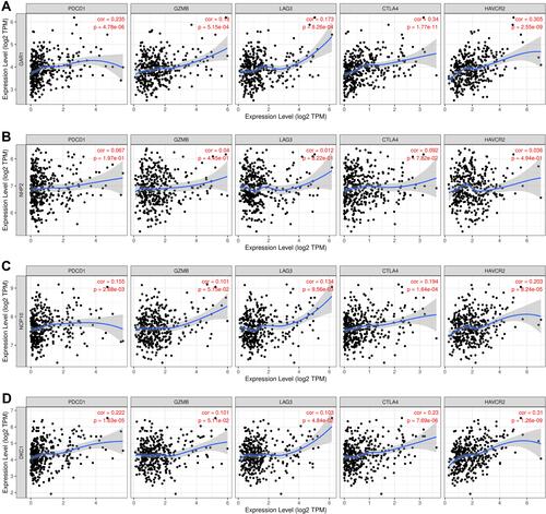 Figure 8 Correlation analysis between H/ACA snoRNP gene family expression and the expression of gene markers (PDCD1, GZMB, LAG3, CTLA4 and HAVCR2) related to T cell exhaustion (TIMER). (A) The correlation between GAR1 expression and T cell exhaustion markers. (B) The correlation between NHP2 expression and T cell exhaustion markers. (C) The correlation between NOP10 expression and T cell exhaustion markers. (D) The correlation between DKC1 expression and T cell exhaustion markers.