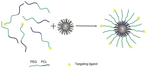 Figure 2 Synthesis of monodisperse Fe3O4 nanoparticles coated with biodegradable diblock copolymer.Abbreviation: PEG-PCL, poly(ethylene glycol)-poly(ɛ-caprolactone).