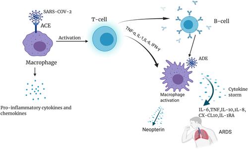 Figure 2 The relationship between MAS, neopterin, and COVID-19 pathogenesis: The SARS-CoV-2 spike protein binds to ACE, on the surface of macrophages (in the top left corner). Macrophages then release pro-inflammatory cytokines and chemokines to infiltrating immune cells and ignite the inflammation. As shown in the top right corner, T cells followed by B cells are activated, release of SARS-CoV-2 specific antibodies facilitates the entry of the virus into monocytes and macrophages via FcR. Macrophages are also activated by the T cell-derived cytokine IFN-γ, leading to the release of a high number of cytokines resulting in a cytokine storm and eventually ARDS (in the lower right corner). Meanwhile, neopterin production is stimulated in activated macrophages with cytokines, mainly IFN-γ from T cells. The figure is created with https://app.biorender.com.