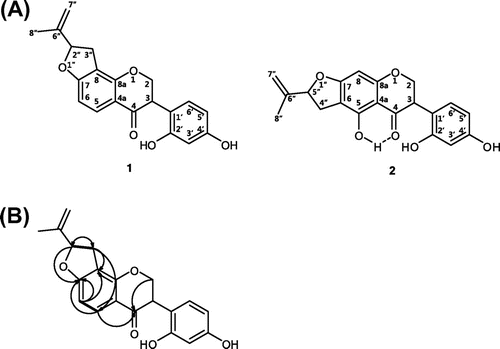 Fig. 1. Structure of compounds 1–2.Notes: (A) Structures of compounds 1–2. (B) Key 1H→1H COSY (solid bond) and 1H→13C HMBC (arrow) correlations for 1.
