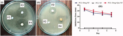 Figure 6. Agar plate showing the growth inhibition zone of S. aureus on (i) day 1, and (ii) day 7. F2, F3, and F4 represent PCL, PCL/CHL, and PCL/CHL/Que loaded nanofiber. Graph (iii) outline the relation between inhibition zone (mm) and time (days). The data represented as mean ± SD, n = 3.
