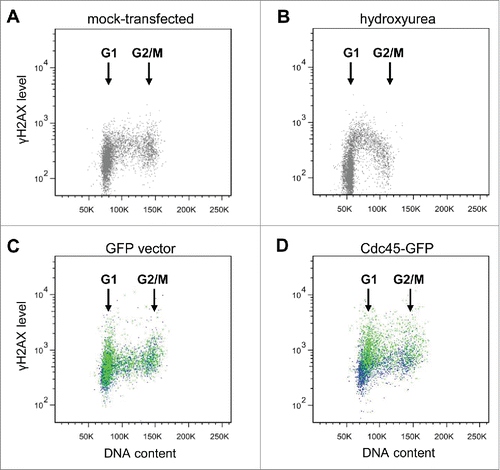 Figure 4. Cdc45 transfection of asynchronous growing cells leads to an increased phosphorylation of H2AX predominantly at the transition from G1 to S. γH2AX levels were determined by flow cytometry (A) in untreated non-transfected cells, (B) after addition of 20 mM hydroxyurea for 3 h to non-transfected cells, (C) 36 h after transfection of HeLa cells with a vector encoding GFP alone, and (D) 36 h after transfection with a vector encoding Cdc45-GFP. In panels (C) and (D), an equal number of GFP-positive and -negative populations from the same transfection are shown in green and blue, respectively.