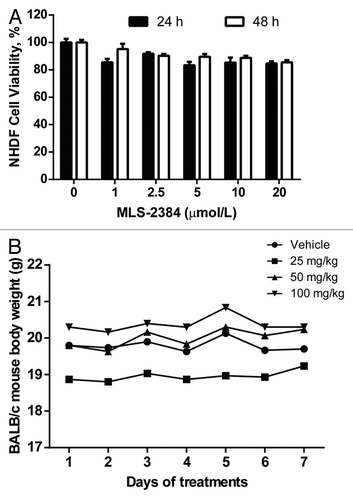 Figure 4. Toxicity studies in NHDF cells and BALB/c mice. (A) NHDF cells were treated with MLS-2384 at various concentrations for 24 and 48 h. MTS cell proliferation assays were performed according manufacturer’s instruction. (B) Vehicle and MLS-2384 at doses of 25, 50, 75, and 100 mg/kg were administrated through oral gavage once daily to normal BALB/c mice for 7 d. Mouse body weight was measured every day. Points, mean (n = 4).
