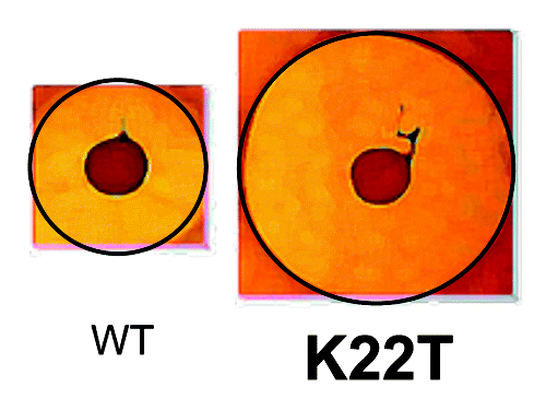 Figure 2. Deferred antagonism agar diffusion assay highlighting the enhanced bioactivity of a Nisin K22T producer, relative to a Nisin A producer, against S. agalactiae ATCC13813 (colony size = 10 mm).