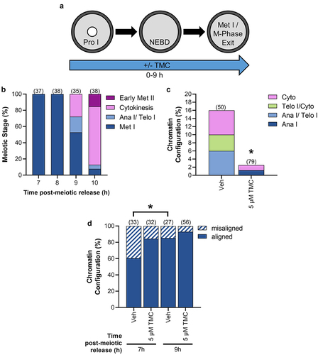 Figure 7. PP1 inhibition during meiosis I impairs M-phase exit. (a) Schematic representation of the experimental design. Prophase I oocytes were released from meiotic arrest and cultured in medium-containing TMC (5 µM) or vehicle control (0.1% DMSO) for 7 or 9 h. (b) Graphical representation of meiotic stages in control untreated oocytes at 7, 8, 9, and 10 h post-meiotic arrest release. n = 35–38 oocytes over two replicates. (c) Graphical representation of stages of meiotic exit at 9 h post-meiotic arrest release. * denotes a significant difference from Veh control oocytes (Fisher’s exact test). n = 50–79 oocytes over two replicates. (d) Graphical representation of chromosome alignment in metaphase I oocytes at 7 or 9 h post-meiotic arrest release. * denotes a significant difference (Fisher’s exact test). n = 27–56 oocytes over two replicates.