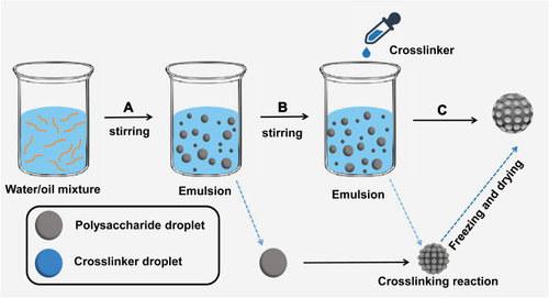 Figure 1 PPM synthesis process diagram. (A) Water and oil mixture were stirred to form inverse emulsion. Polysaccharide large emulsion droplets were evenly dispersed in the oil phase. (B) The crosslinker CaCl2 solution was added to the emulsion and formed tiny emulsion droplets. A crosslinking reaction was performed between polysaccharide droplets and tiny crosslinker droplets. (C) After freezing and drying, PPMs were finally obtained.
