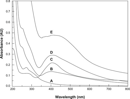 Figure 2 Ultraviolet-visible spectra for the nanofiber aqueous solutions. (A) The neat PVA/COS nanofiber, (B) the non-ultraviolet-treated PVA/COS/AgNO3 nanofiber, (C) the PVA/COS/AgNO3 nanofiber, (D) the PVA/COS-AgNP nanofiber, and (E) COS-AgNPs.Abbreviations: AgNP, silver nanoparticle; COS, chitosan oligosaccharide; PVA, poly(vinyl alcohol); AU, absorbance units.