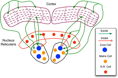 Figure 19. Regions and connections of the thalamocortical loop germane to a discussion of predictive models, based on descriptions in Rodriguez, Whitson and Granger Citation(2004). The cortex is divided into regions, vertical columns, and the six well-known horizontal layers. Each core cell maps to layer 4 of a specific cortical column and receives feedback from layer 6. Matrix cells receive cortical afferents from layer 5 and send signals to the layer 1 dendritic mats of many columns.