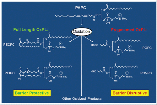 Figure 2. Generation of full length and fragmented oxidation products of 1-palmitoyl-2-arachidonoyl-sn-glycero-3-phosphorylcholine (PAPC).