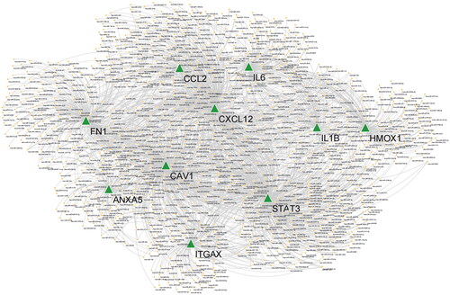 Figure 4. miRNA-hub gene interaction network. Green triangles represent hub genes; orange dots represent miRNAs.