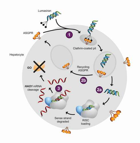 Figure 3. Mechanism of action of lumasiran within hepatocytes. Lumasiran is a GalNAc-double-stranded RNA conjugate. (1) The GalNAc residues of lumasiran bind to ASGPR receptors, leading to endocytosis of the double-stranded RNA. Within the cytoplasm, (2a) the double-stranded RNA undergoes endocytic escape and is loaded into the RISC complex while (2b) ASGPR is recycled and returns to the cell surface for another round of lumasiran uptake. (3). RISC is guided to the HAO1 mRNA by homology to the RNA strand, cleaving the HAO1 RNA, and preventing translation to GO enzyme