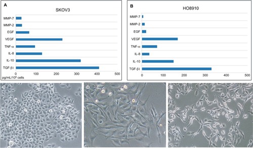 Figure 2 The major cytokines induced mesothelial cell fibroblast transformation.Notes: The expression of TGF-β1, IL-10, IL-8, TNF-α, VEGF, EGF, and MMPs in ovarian cancer cell lines (SKOV3 and HO8910) using ELISA kits (A and B). The cellular morphology of HMrSV5 cells examined by retreating with different concentrations of TGF-β1 (0, 10, and 100 ng/mL) (C–E); original magnification ×400.