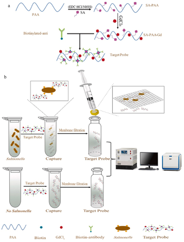 Figure 4. Schematic diagram of NMR biosensor to detect salmonella in milk. Firstly, the target probe was prepared (a) followed with detection of salmonella in milk (b). Reprinted from [Citation123] with permission from Elsevier.