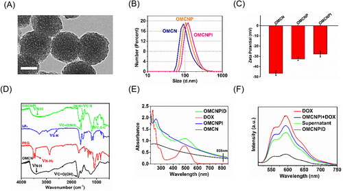 Figure 1. Characterizations of nanoparticles. (A) TEM image of OMCN. Bar = 50 nm. (B) DLS and (C) zeta potential measurements of OMCN, OMCNP and OMCNPI. Data were presented as mean ± S.D. (n = 3). (D) FT-IR spectra of OMCN, PEG, I6P8 and OMCNPI. (E) UV-vis-NIR spectra of OMCN, OMCNPI, DOX and OMCNPID. (F) Fluorescence spectra of free DOX, the mixture of OMCNPI and DOX, supernatant and OMCNPID.