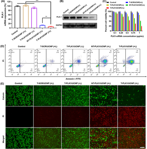 Figure 4 NIR-controlled gene silencing and anti-tumor effect of T-PLK1/UCNP in vitro. Relative levels of PLK1 mRNA (A) and protein (B) expressions in HCT116 cells treated with various treatments. (C) Cell viability of HCT116 cells treated with different nanopolyplexes at various siRNA concentrations with or without 980 nm NIR exposure for 20 min (980 nm, 2 W cm−2). Apoptosis percentage (D) and live/dead staining analysis (E) of HCT116 cells treated with various nanopolyplexes at siRNA concentration of 1 µg/mL with or without 980 nm NIR exposure. Scale bar, 200 μm. (mean ± SD, n = 3) **p < 0.01 and ***p < 0.001.