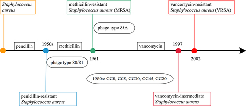 Figure 1 Evolution of drug resistance in S. aureus. As the antibiotic resistance of S. aureus evolved, so did epidemic typing. There had been several significant changes in epidemic typing around the whole world. In the 1950s, the epidemic typing was phage type 80/81; in 1960–1970s, it evolved into phage type 83A; in the 1980s, it evolved into five major epidemic typing CC8, CC5, CC30, CC45, and CC22.