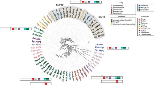 Figure 2. Distribution, phylogenetic relationships and structural organization of LARP1 in eukaryotes. Only full-length LARP1 protein sequences from the different eukaryotic lineages were aligned and used to construct the phylogenetic tree. Statistical supports of key nodes calculated with the approximate likelihood-ratio test are indicated. Scale bar indicates length of 0.1 substitution/site. For a description of species and protein sequences used, see Supplemental Table 1. Boxes on the right define how the different lineages were colour-coded. The grey shading is used to highlight the presence of two LARP1 (LARP1A and LARP1B) subgroups in vertebrates. Positions of the different conserved regions (on the Human LARP1A sequence (NP_291029.2)) are the following: GR repeats (338–353), LaM (401–478), RRM (500–559), CR1 (603–687), CR2 (825–884) and DM15 (885–999). The RRM region, adjacent to the LaM, is conserved at the primary sequence level only in vertebrates. In other eukaryotes, its presence was inferred from secondary structure prediction only[Citation2] and is represented by RRM*