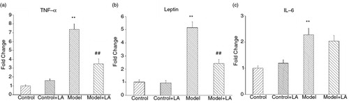 Fig. 5 Effects of L-arabinose supplementation on the mRNA levels of inflammatory cytokines. (a) Gene expression of Adiponectin. (b) Gene expression of Leptin. (c) Gene expression of TNF-α. All values are the mean±SD. *p<0.05, **p<0.01 vs. Control; # p<0.05, ## p<0.01 vs. Model.