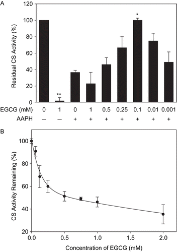 Figure 9.  EGCG-mediated inactivation of CS and protection against AAPH. (A) CS (6 μM) was incubated with the indicated concentrations of EGCG prior to 40 mM AAPH treatment for 2 h. CS was then diluted and enzyme assays were performed as described in “Materials and methods.” Untreated CS controls (100% activity) and the residual CS activity compared to controls are shown. Means of at least three independent experiments ± SEM are presented. *Significantly different from 40 mM AAPH-treated CS at p < 0.05 as tested with one-way ANOVA followed by Tukey test. **Significantly different from untreated CS controls at p < 0.001 as tested by Student’s t-test. (B) CS (6 μM) was incubated with indicated concentrations of EGCG for 30 min at 37°C, diluted, and the residual activity was measured. Mean values of at least three independent experiments ± SEM are shown.