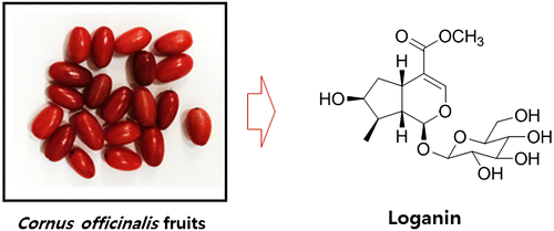 Fig. 1. Chemical structure of loganin from C. officinalis fruits.