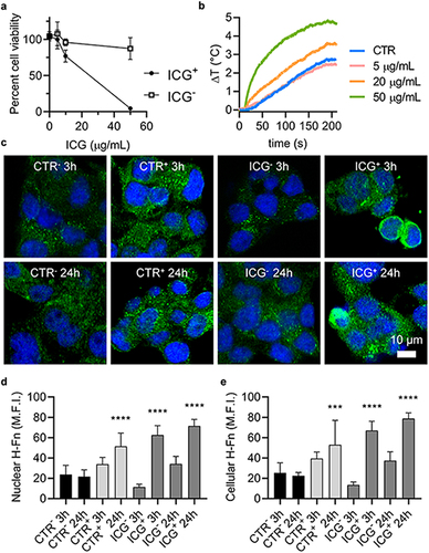 Figure 1 Viability of untreated (ICG−) and ICG treated (ICG+) BT-474 cells after irradiation with an 808 nm diode laser (1W/cm2, 3 min irradiation) measured by MTS assay 24 h after irradiation (a); temperature trends of BT-474 cells during irradiation in untreated (CTR) cells and after incubation with ICG at increasing concentrations (b); representative confocal microscopy images of untreated non-irradiated (CTR−), untreated irradiated (CTR+), ICG treated non-irradiated (ICG)− and ICG treated irradiated (ICG+) cells obtained 3 h and 24 h after ICG treatment and/or irradiation. H-Fn expression was evaluated by immunofluorescence analysis (green: H-Fn signal; blue: nuclei signal) (c); quantification of H-Fn signal in cell nuclei (d) and cytoplasm (e) after segmentation with ImageJ of 10 images/condition. Statistical analysis was done by ordinary one-way ANOVA against relative CTR groups. ***p<0.001, ****p<0.0001.