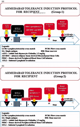 Figure 1. (a) Tolerance induction protocol for group-1. (b) Tolerance induction protocol for group-2.