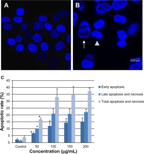 Figure 7 Apoptosis of L-02 cells after 24 hours of incubation with silica nanoparticles. Hoechst 33258 was used to observe morphologic changes in the cell nucleus. (A) Control group and (B) group treated with 100 μg/mL silica nanoparticles. Nuclear condensation (arrowhead) and chromatin margination (arrow) are seen in the silica nanoparticle-treated group. The corresponding bar graph for apoptotic rate detected by flow cytometry is shown in (C). Apoptosis induced by silica nanoparticles increased in a dose-dependent manner. Data are expressed as the mean ± standard deviation of three independent experiments. *P < 0.05 versus control group using analysis of variance.