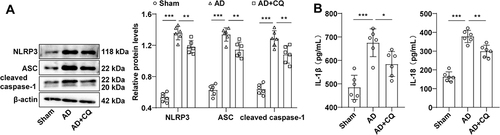 Figure 3 CQ suppressed the activation of the NLRP3 inflammasomes. (A) Western blot to measure the expression patterns of NLRP3, ASC and cleaved caspase-1 proteins; (B) ELISA detection of serum IL-1β and IL-18 levels in mice. N = 6. Data were represented as mean ± standard deviation. One-way ANOVA was used for inter group data comparisons, followed by Tukey’s test, where *Represented P < 0.05, **Represented P < 0.01, and ***Represented P < 0.001.