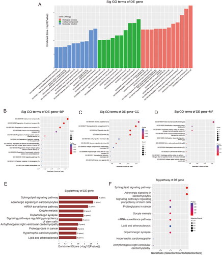 Figure 6. GO enrichment analysis of target mRNAs of the two candidate tRFs: (A) Bar plot with enrichment score: top ten enriched items in three domains. (B-D) Dot plot with gene ratio values of the top ten enriched items in biological processes (B), cellular components (C) and molecular functions (D). KEGG pathway analysis of target mRNAs of the two candidate tRFs: (E) Pathway bar plot with enrichment score values of the top ten significantly enriched signalling pathways. (F) Dot plot with gene ratio values of the top ten significantly enriched signalling pathways.