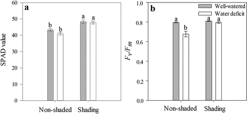 Figure 3. SPAD values (a) and maximum quantum efficiency of PSII photochemistry (Fv/Fm) (b) at 24 DAT of ‘Sweet Ann’ strawberry plants grown under non-shaded and shading conditions. DAT: days after treatment. Values are the means of four replicates, with error bars representing the standard error. Means denoted by the same letter do not significantly differ at p ≤ .01 according to the Tukey’s test.