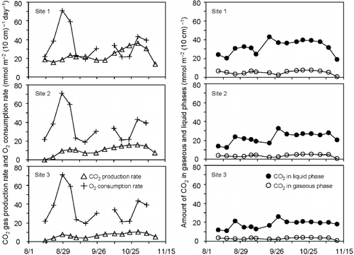 Figure 5  CO2 production rates at a depth of 20 cm at the three sites (▵)compared with the O2 consumption rate (+) and the amounts of CO2 mass in both gaseous (○) and liquid phases (•).