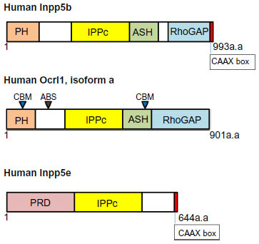 Figure 2 Domain organization of phosphatidylinositol 5′ phosphatases Inpp5B, Ocrl1, and Inpp5E.