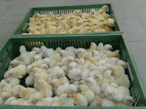 Figure 1. One-day-old chicks originating from the flock of breeder chickens at the age of 30 weeks. Numerous chicks with whitish plumage appear next to the normal ones.