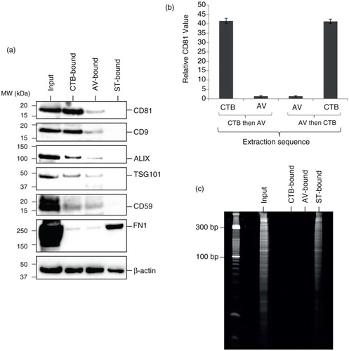 Fig. 3.  (a) Western blot analysis of CTB-, AV- and ST-bound MSC EVs. MSC CM was incubated with CTB, AV or ST followed by incubation with Dynabeads conjugated with Streptavidin. The beads were immobilised with a magnet, washed, denatured and resolved onto polyacrylamide gels before electroblotting onto a nitrocellulose membrane. The membrane was probed with a primary antibody followed by horseradish peroxidase-coupled secondary antibodies against the primary antibody. The blot was then incubated with a chemiluminescent HRP substrate to detect bound primary antibody. (b) 10 µg MSC EV was extracted sequentially with biotinylated CTB and then biotinylated AV or vice versa. After each extraction, the ligand-bound vesicles were removed with Dynabeads® MyOne Streptavidin T1 and assayed for CD81 by ELISA. The relative level of CD81 in CTB-vesicles before and after extraction with AV, and that in AV-vesicles before and after extraction with CTB were normalized to that in AV-vesicles before CTB extraction. (c) RNA analysis of CTB-, AV- and ST-EVs. CTB-, AV- or ST-binding EVs were isolated as described above and extracted for RNA using Trizol. The pellet in each of extracts was re-suspended in 50 µL of RNase-free water. 10 µL of each RNA solution was resolved on a 15% Novex Tris-borate-EDTA(TBE)-urea gel before staining with ethidium bromide.