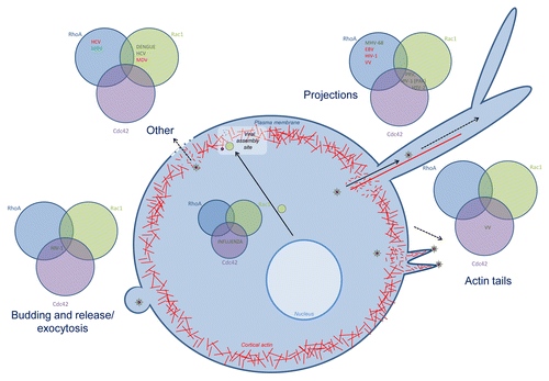 Figure 3. Overview of the role of Rho GTPase signaling during late stages of infection. Rho GTPases are involved in late stages of infection for different viruses: projection formation, budding and release and exocytosis. For each process, the involvement of Cdc42, Rac1 and/or RhoA is indicated, in green if the Rho GTPase is upregulated or activated, in red when the Rho GTPase is downregulated or inhibited. Abbreviations: hepatitis c virus (HCV), Marek’s disease virus (MDV), human immunodeficiency virus (HIV-1), murid herpesvirus 68 (MHV-68), Epstein-Barr virus (EBV), vaccinia virus (VV), pseudorabies virus (PRV), herpes simplex virus 2 (HSV-2).