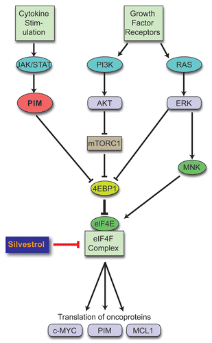 Figure 1 Converging pathways. Multiple oncogenic signals activate cap-dependent translation. Our study shows how targeting cap-dependent translation can bypass multiple upstream signals simultaneously and knocks down expression of short-lived translationally regulated oncoproteins. Our strategy represents an alternative or possibly complementary approach to cocktails of multiple targeted inhibitors in cancer therapy.