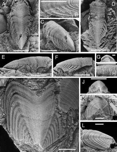 Figure 2. A–L. Crassaplax collicola n. gen, n. sp. A–C, E. PMU 26954, dorsal, detail of lateral valve area, dorsal oblique, and lateral views respectively. The lateral margins are largely missing D, F–H, J. PMU 26955, dorsal, lateral, anterior and cross section of anterior margin respectively. The lateral margins are largely missing I, K–L. PMU 25141, Holotype and most complete specimen. All specimens from Jutjärn quarry. PMU 25141, coll., J.O.R. Ebbestad, 2005; PMU 26954, 26955, coll. J. Suzuki, 2009. Scale bar in A–F, I–L = 0.5 cm; scale bar in G, H = 0.1 cm