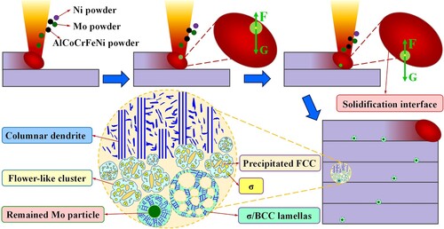 Figure 9. Schematic illustration of the dynamic melting-solidification process of during the LDED of AlMo0.25FeCoCrNi2.1 HEA.